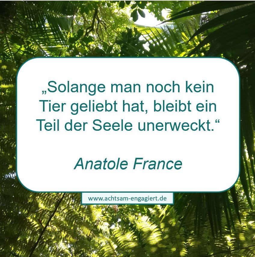 Zitat auf www.achtsam-engagiert.de zum Thema Tiertrauer von Anatole France: "Solange man noch kein Tier geliebt hat, bleibt ein Teil der Seele unerweckt."